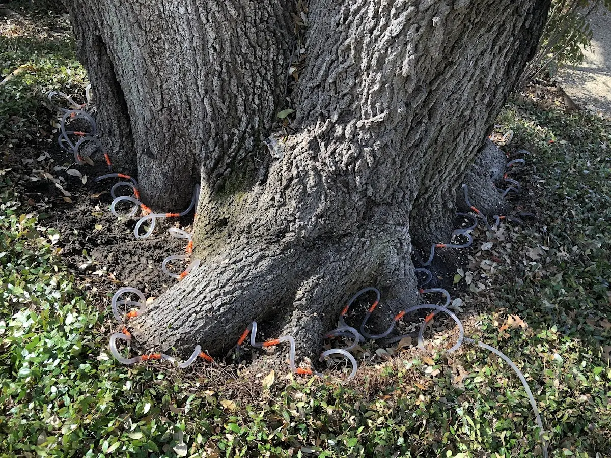 Detailed Tree Cabling and Bracing job site in Coosawhatchie