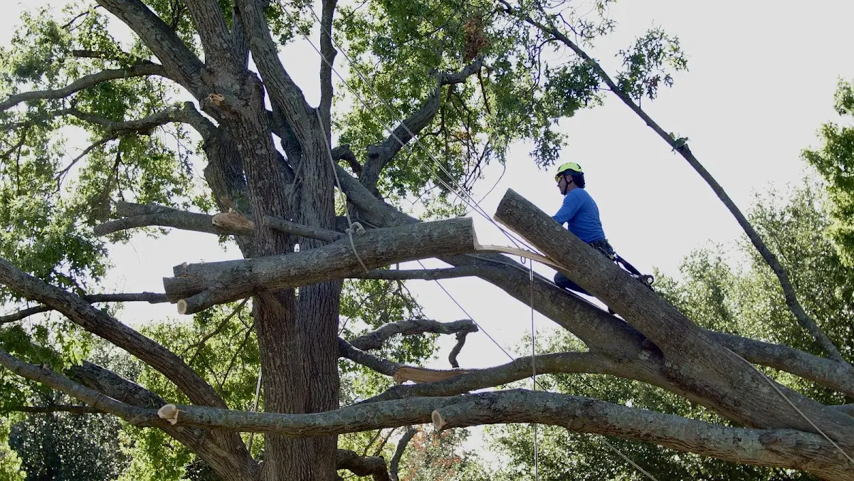 Professional Hazardous Tree Removal performed by certified arborists in Coosawhatchie